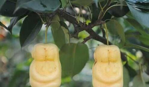 人参果仅三枚？为何悟空怒推仙树