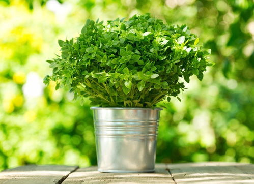 驱蚊喷雾， 长期有效