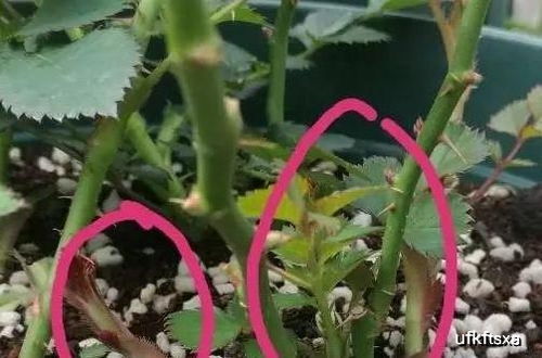 月季花新芽修剪后如何促进呼呼冒新芽