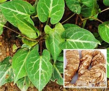 何首乌的种植方法有哪些特点？