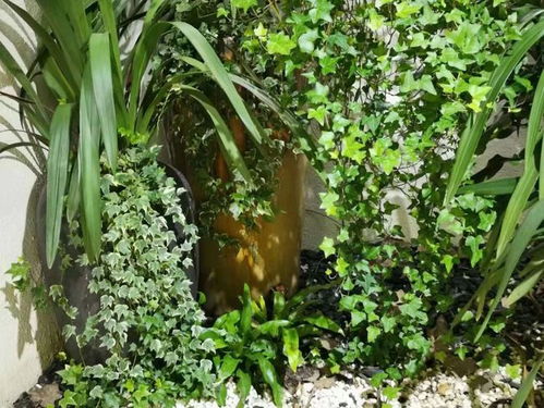 二、匍匐植物也Neng美美哒！