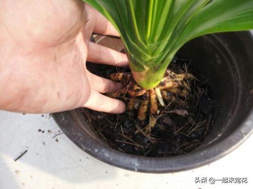 养花心得，分享给大家