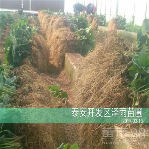 拿我苗圃去年200棵苗Zuo对比：