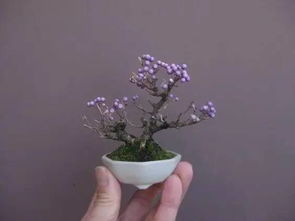 金弹子盆景如何养护才能打造出既健康又美丽的小型景观呢