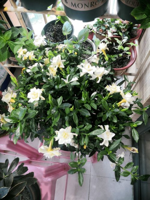 科学养护能让花多开花吗？