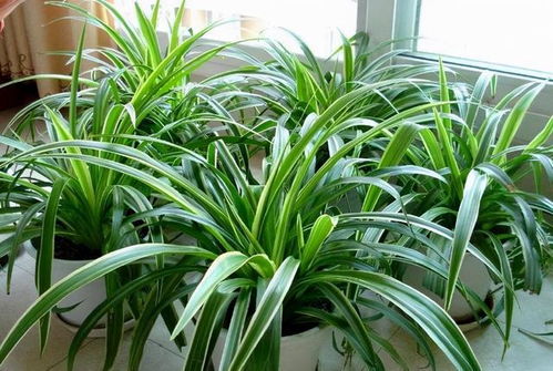 吊兰喜光但怕晒，养护要点全攻略！