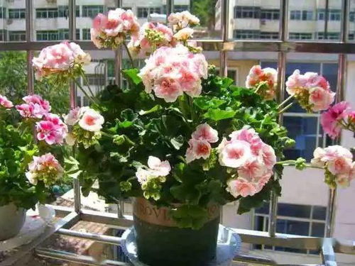 西方厨房的花饰