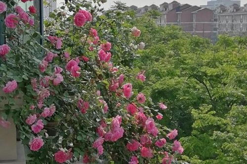 还有一种叫Zuo“支柱”的玫瑰