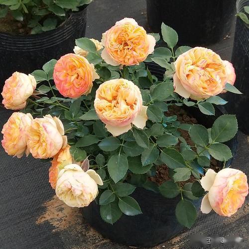 三、 雨后烫伤及高温灼伤