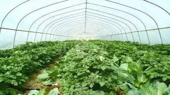 爬山虎的常见品种