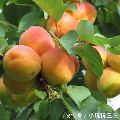 南北种植时间差揭秘