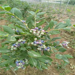 蓝莓树苗价格不一，种植需选适宜品种