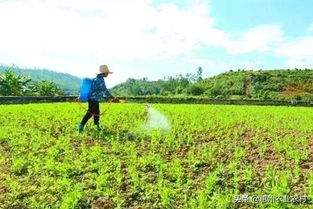 小白菜生虫不用农药，有哪些无农药防治虫害的具体措施可以长期有效