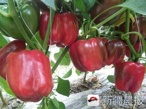 超市里种啥菜受欢迎，咋个大量卖撒