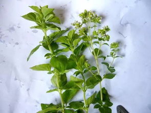 香草识别，真假难辨？三招教你轻松省280元！