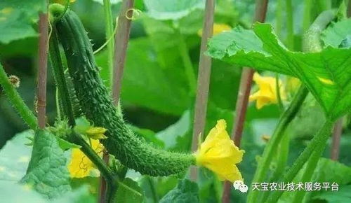 2025年党参种子价格大波动，新手避坑指南