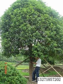 一、桂花树苗在南宁的价格，你了解多少？