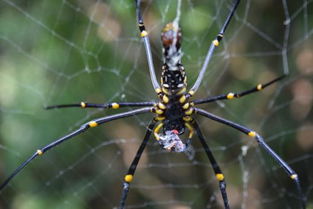 蜘蛛遇到杀虫剂的无奈命运