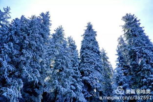 秋天 雪松金黄，秋意渐浓
