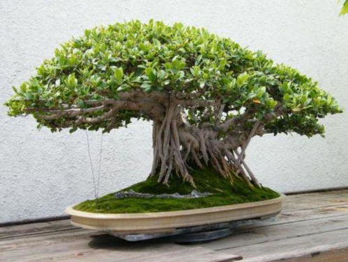 “龙血树耐寒攻略，冬季越冬无忧秘籍！”