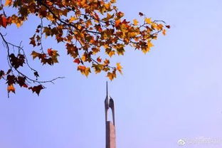 冬天的魔法：不会落叶的植物们