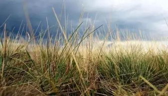 圆白菜播种后的除草难题