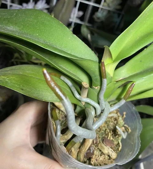 蝴蝶兰种子发芽时间受哪些因素影响