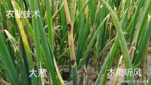 大葱灰霉病药剂：防治关键