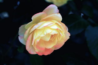 适合的气候和土壤