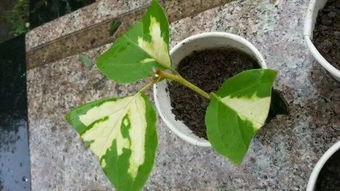 枫树修剪需注意季节、枝条生长方向和修剪工具