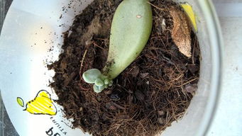 多肉植物叶片适合浇水吗？浇水在叶片上对多肉植物有影响吗