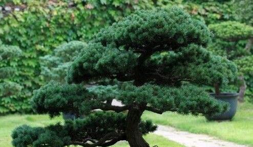 二、雪松过冬需进行适当保护