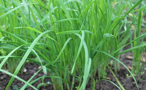 韭菜营养价值高吗？它有哪些功效作用和潜在坏处？