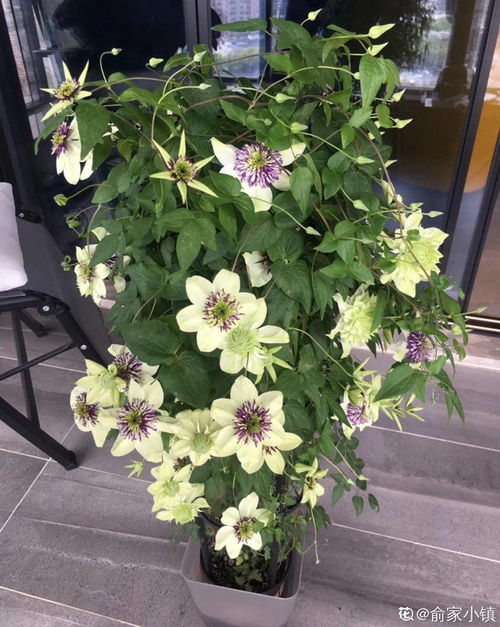 早春花卉， 开启美好季节