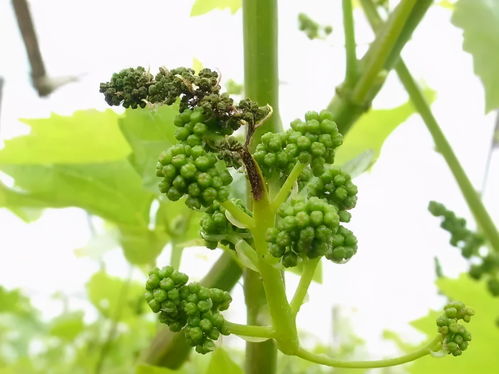 药剂轮换， 病菌不耐药