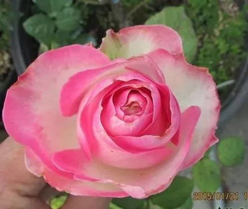 16. 皇家胭脂月季