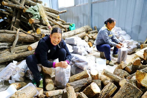 食用菌种植前景广阔，是农业产业中具有巨大潜力的新兴产业