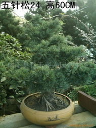 价格浮动， 小心受骗