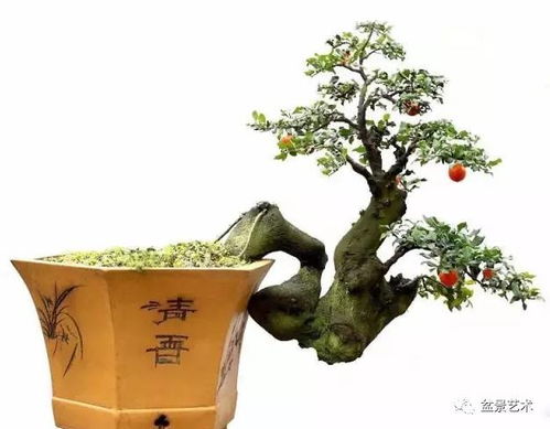 金弹子盆景缺水怎么办？如何挽救