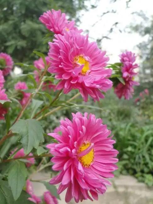 四、 二年生花卉在园林中的运用