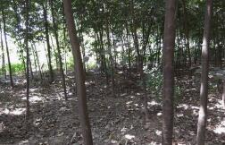 修剪抹芽， 树干包扎，全方位呵护