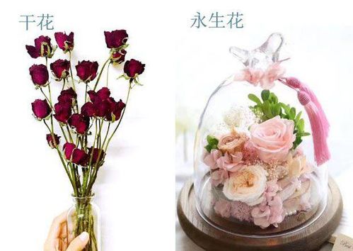 永生花只能送一次？花店老板揭秘背后的秘密