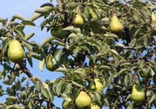 柚子种植密度影响柚子生长