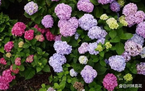 绣球花有哪些品种？它们的花色和生态适应性特点是什么