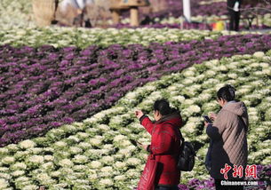 北方冬季如何用3种耐寒植物打造全年常青的景观呢？