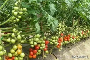 白花菜市场价格波动，产地遍布全国