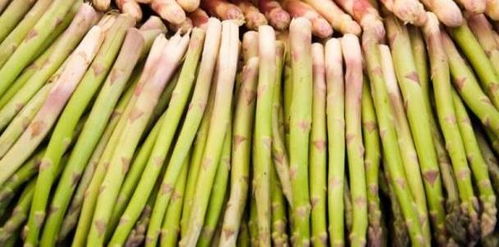 芦笋根在什么季节种植最为适宜，能获得最佳生长效果？