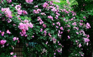 茎干与叶片：月季的矮小与蔷薇的高挑