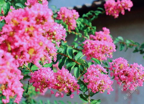 紫薇， 名字背后的故事