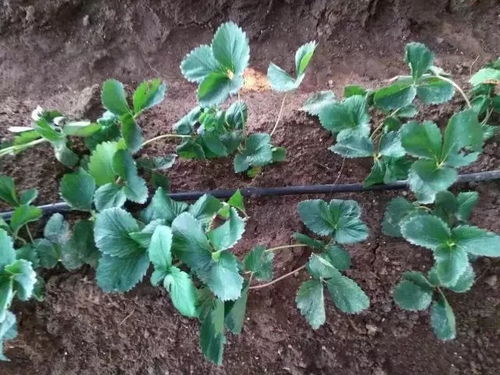 “在什么时间段种植折耳根最适宜，有哪些栽培时间要点需要注意